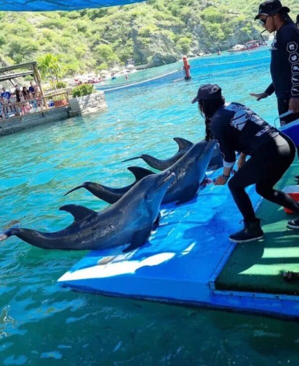Delfines Costa Atlántica