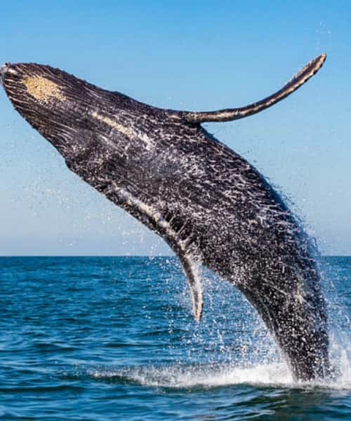 ballena Magüipi/Avistamiento