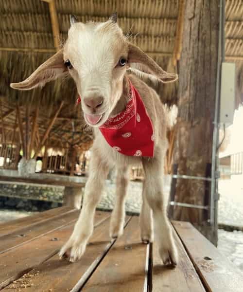 cabrito Panaca