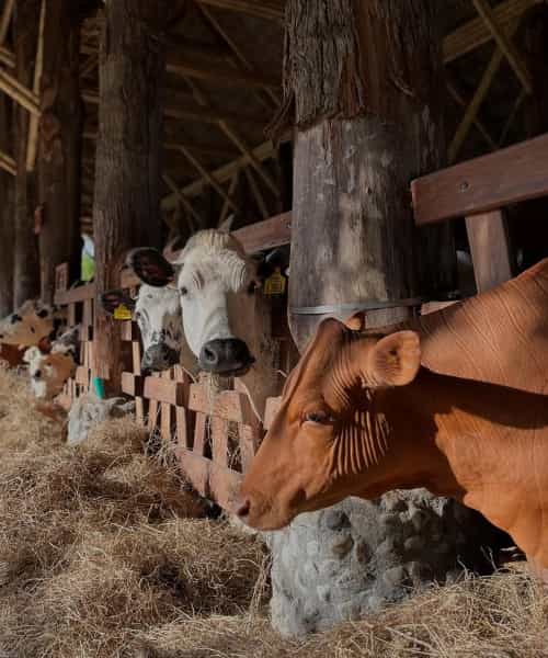 vaca Panaca